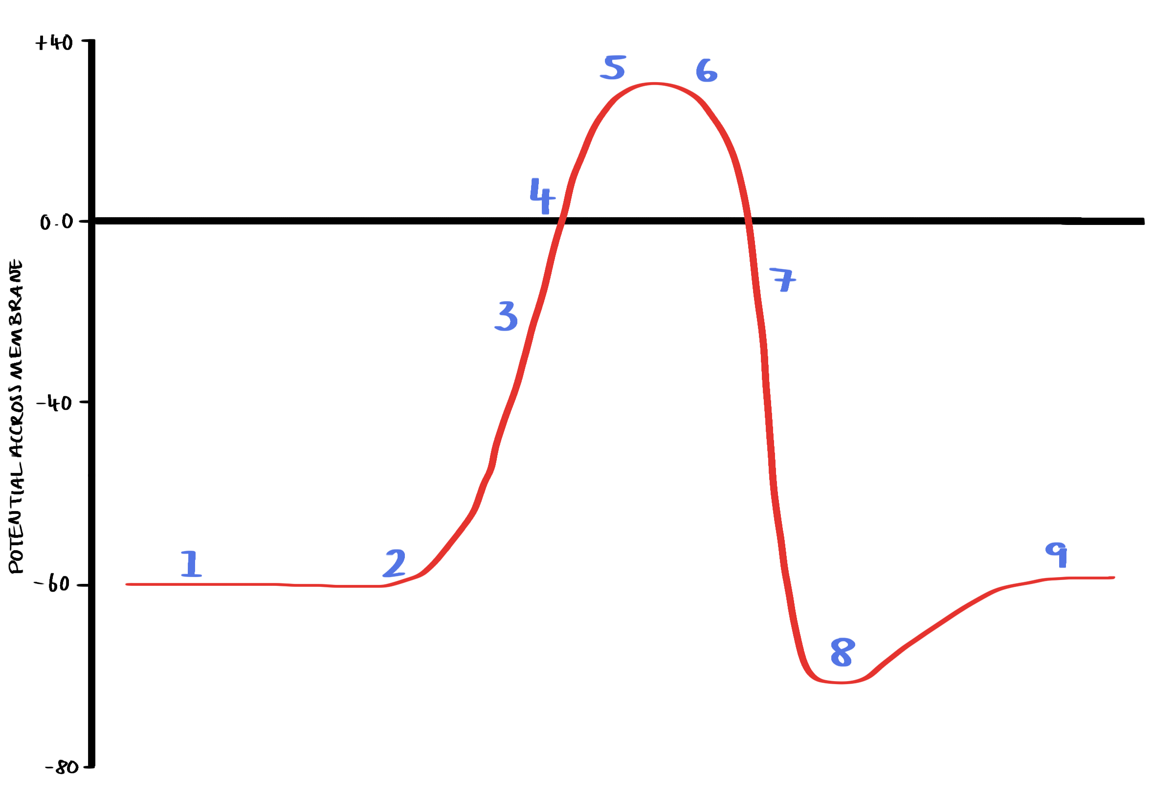 <ol><li><p>The membrane starts in its resting state (polarised) and the inside of the cell is -70 MV compared with the outside.</p></li><li><p>A stimulus causes Na+ ion channels to open and some Na+ ions diffuse into the cell.</p></li><li><p>The membrane depolarises – it becomes less negative with respect to the outside and reaches the threshold value of -40 mV</p></li><li><p>Positive feedback occurs causing  nearby voltage gated Na+ channels to open and many Na+ ions diffuse in, as more enter the cell becomes positively charged inside compared with the outside.</p></li><li><p>The potential difference across the membrane reaches +40 mV, inside of the cell is positive compared with the outside</p></li><li><p>Na+ ion channels close and K+ channels open</p></li><li><p>K+ ions diffuse out of the cell bringing the potential difference back to negative inside compared with the outside (repolarisation)</p></li><li><p>Potential difference overshoot slightly making the cell hyperpolarised.</p></li><li><p>The original potential difference is restored so that the cell returns to its resting state</p></li></ol><p></p>