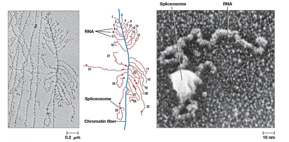 <p>catalyze intron removal, consists of 5 types of RNA and more than 200 proteins</p>