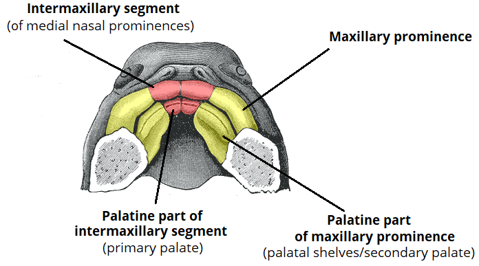 <ul><li><p>medial</p></li><li><p>inferior growth and fusion of the medial nasal processes internally forms the intermaxillary segment that will eventually give rise to the anterior 1/3 of the hard palate and the 4 anterior maxillary incisors</p></li></ul><p></p>