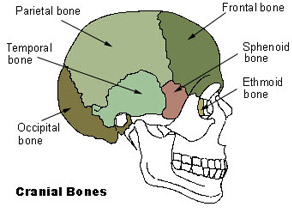 <p>8</p><p>Frontal bone (1)</p><p>Parietal bone (2)</p><p>Temporal bone (2)</p><p>Occipital bone (1)</p><p>Sphenoid bone (1)</p><p>Ethmoid bone (1)</p>