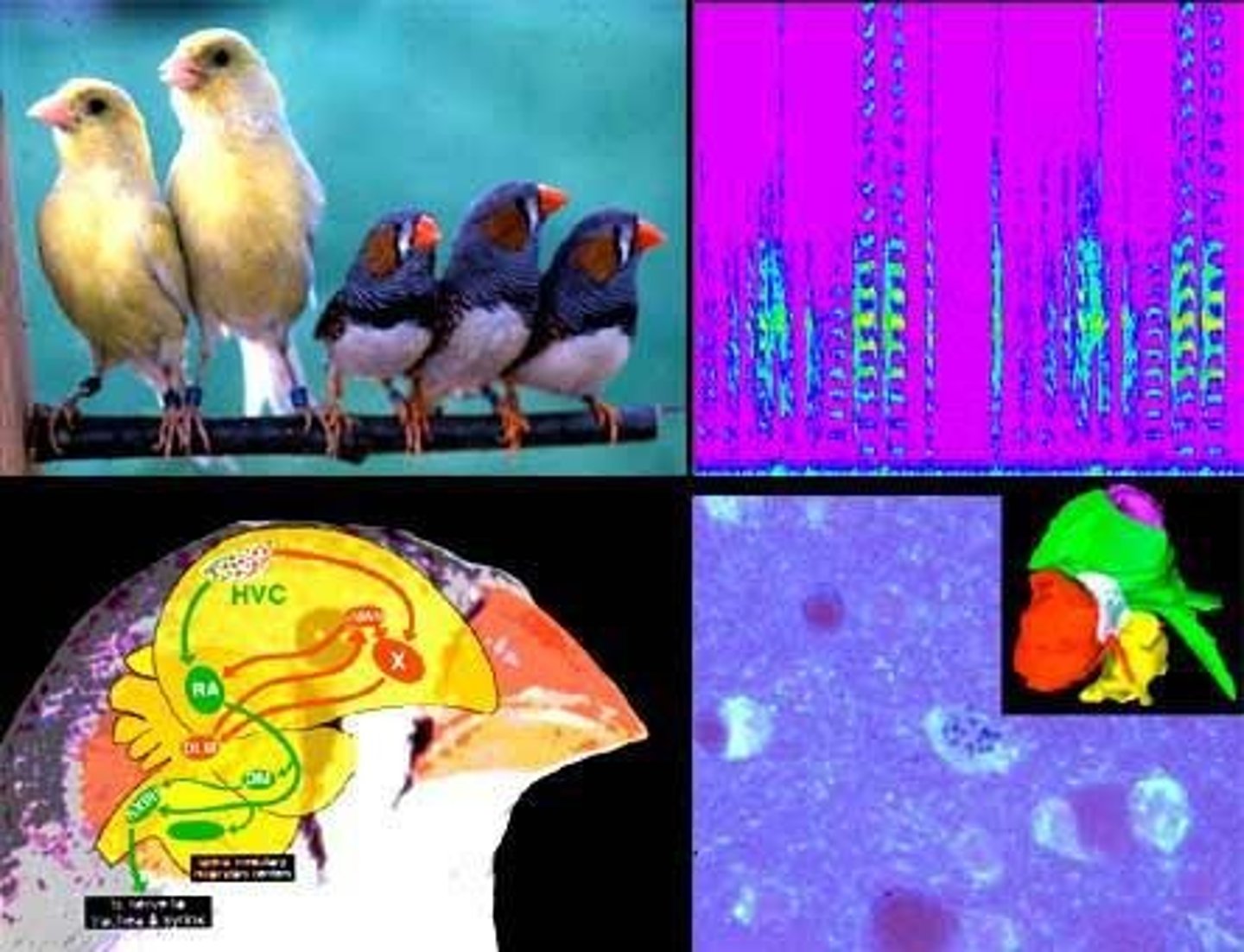 <p>It helps identify brain circuits necessary for learning and imitation, relevant to understanding learning in other species.</p>