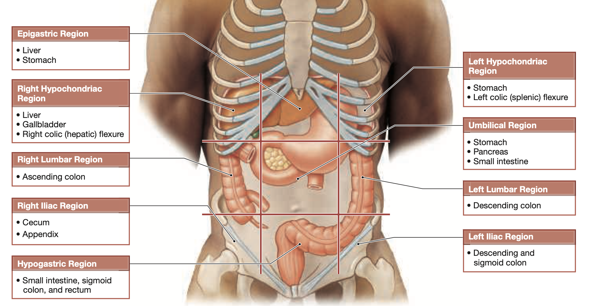 Abdominal regions & planes