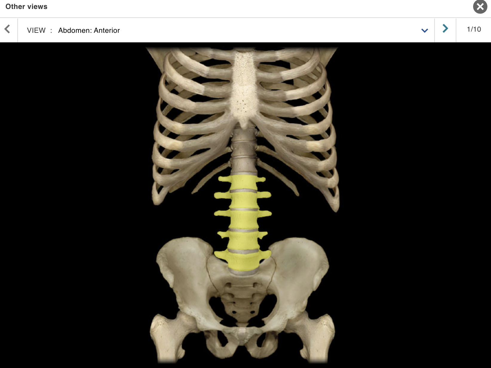 <p>Location:</p><ul><li><p>﻿﻿Lower back</p></li><li><p>﻿﻿Between T12 and S1 vertebrae</p></li></ul><p class="p1">Description:</p><ul><li><p>﻿﻿Five individual vertebrae</p></li><li><p>﻿﻿Characteristic features include large size, kidney bean-shaped body, and a thick, blunt spinous process</p></li></ul><p>Comment:</p><ul><li><p>﻿﻿Bodies arranged to form prominent anterior convexity (lumbar curvature; also Known as lumbar lordosis, which can be accentuated pathologically)</p></li><li><p>﻿﻿Intervertebral discs between lumbar vertebrae most commonly herniate ("slipped-disk")</p></li></ul><p></p>