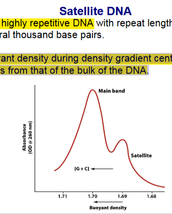 <ul><li><p>Interspersed elements (primarily transposable elements)</p><ul><li><p>genome wide repeats made of degenerate copies of transposable elements</p><ul><li><p>Short interspersed nuclear elements (<strong>SINEs</strong>)</p></li><li><p>Long interspersed nuclear elements (<strong>LINEs</strong>)</p></li></ul></li><li><p>EX: AGAG………GAGA (has gaps)</p></li></ul></li><li><p>Tandem repetitive elements (Arranged in arrays with variable numbers of repeats)</p><ul><li><p>3 subdivisions based on length</p><ul><li><p>Satellite DNA (1.69 density), (reg DNA 1.7)</p><ul><li><p>Very highly repetitive DNA</p></li><li><p>Buoyant density during density gradient centrifugation differs from that of the bulk of the DNA.</p></li><li><p>lighter density bv they have a lot of AT (GC is heavier and more density)</p></li></ul></li><li><p>Minisatellites</p></li><li><p>Short tandem repeats (STRs)</p></li><li><p></p><p>EX: AGAGAGAGAGAG (all right next to each other)</p></li></ul></li></ul></li></ul><p></p>