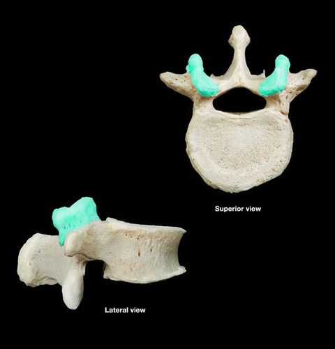 <p>Paired projections lateral to the vertebral foramen that enable articulation with adjacent vertebrae. The superior articular process typically face toward the spinous process, whereas the inferior articular processes face away from the spinous process</p>