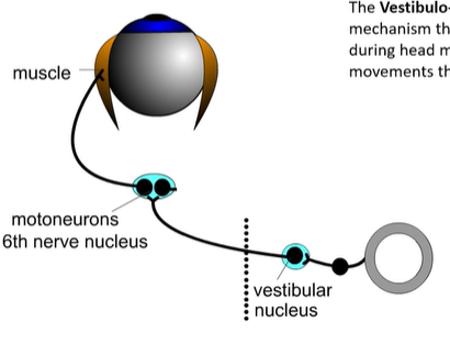 <ul><li><p>VOR is a mechanism that helps stabilise vision during head movement</p></li><li><p>does this by producing eye movements that counteract head motion</p></li><li><p>makes sure image on retina is stationary</p></li></ul><p></p>