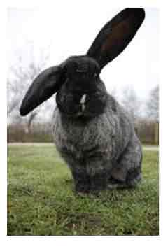 <p>7-10kg</p><p>Long lifespan</p><p>Docile </p>