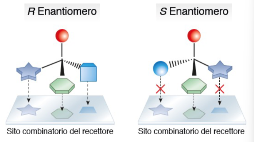 <ol><li><p>R (rectus) = Sito combinatorio entra nel recettore. <span>Sostituenti decrescono in priorità in senso orario.</span></p></li><li><p>S (sinister) = Sito combinatorio non entra nel recettore. S<span>ostituenti decrescono in priorità in senso antiorario.</span></p></li></ol><p></p>