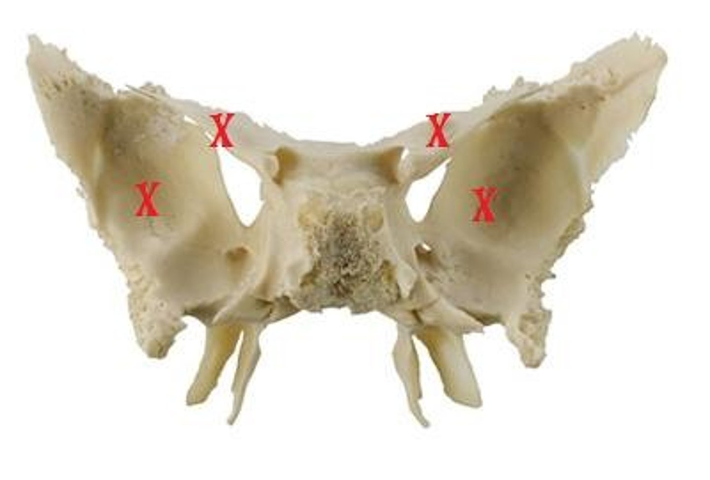 knowt flashcard image