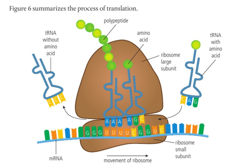 <ol><li><p>mRNA bonds with small subunit of the ribsosome </p></li><li><p>tRNA with an amino acid attatched bonds with the large subunit </p></li><li><p>A second tRNA molecule binds to the subunit and forms complementary base pairs with the mRNA. Two tRNAs can simultaneously bond to the large subunit. </p></li><li><p>An enzyme catalyses a condensation reaction between between the two amino acids, forming a peptide bond </p></li><li><p>The first tRNA molecule detatches from the amino acid and floats into the cytoplasm, the ribosome moves down the mRNA strand </p></li><li><p>A new tRNA molecule attatches, pairing an amino acid with the next base sequence</p></li><li><p>The process continues until a protein has been formed  </p></li></ol><p></p>