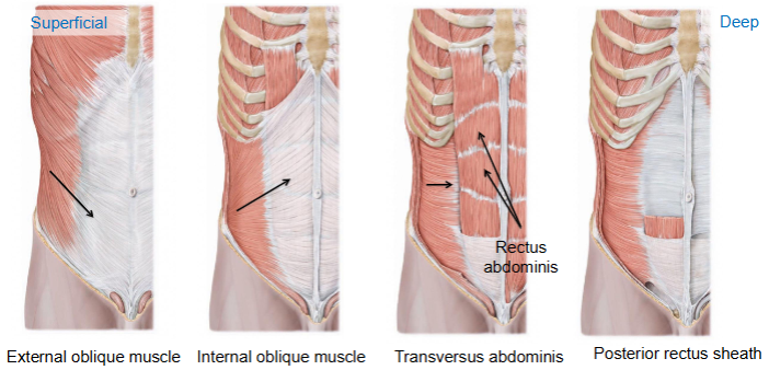 <p>the external oblique, internal oblique, transverse abdomans, rectus abdomanis and pyramidalis </p>