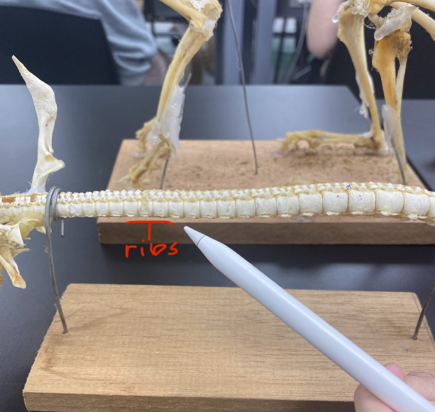 <p>Ribs</p>
