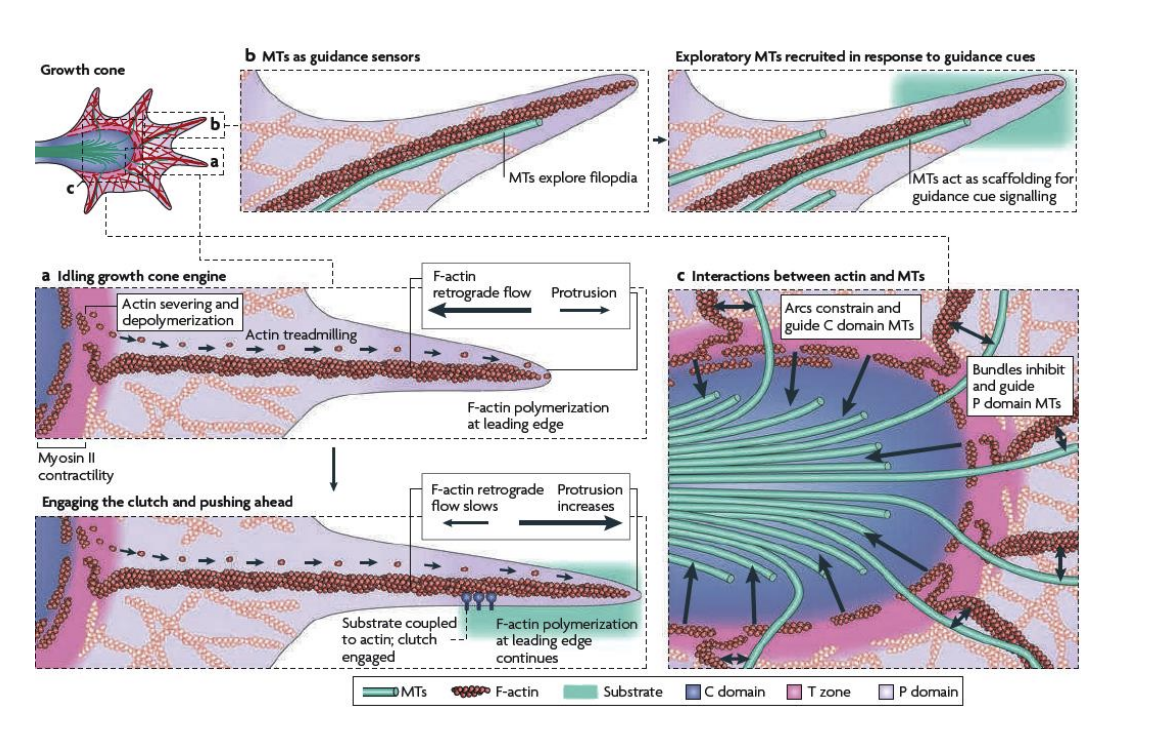 <ol><li><p><strong>Rapid actin assembly</strong> from G-actin monomers at the leading edge at the <strong>tips of filopodia</strong></p></li><li><p><strong>Myosin-powered retrograde flow</strong> of filamentous <strong>actin </strong>networks from leading edge to the transitional zone</p></li><li><p><strong>Proximal recyling of filamentous actin</strong> inthe transitional zone</p></li></ol><p></p>