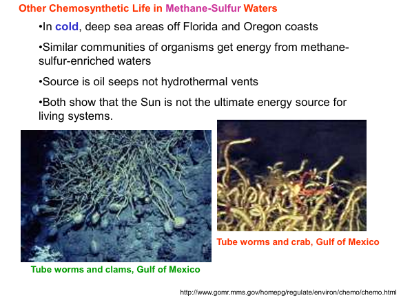 <p>methane-sulfur-enriched Oil Seeps</p>