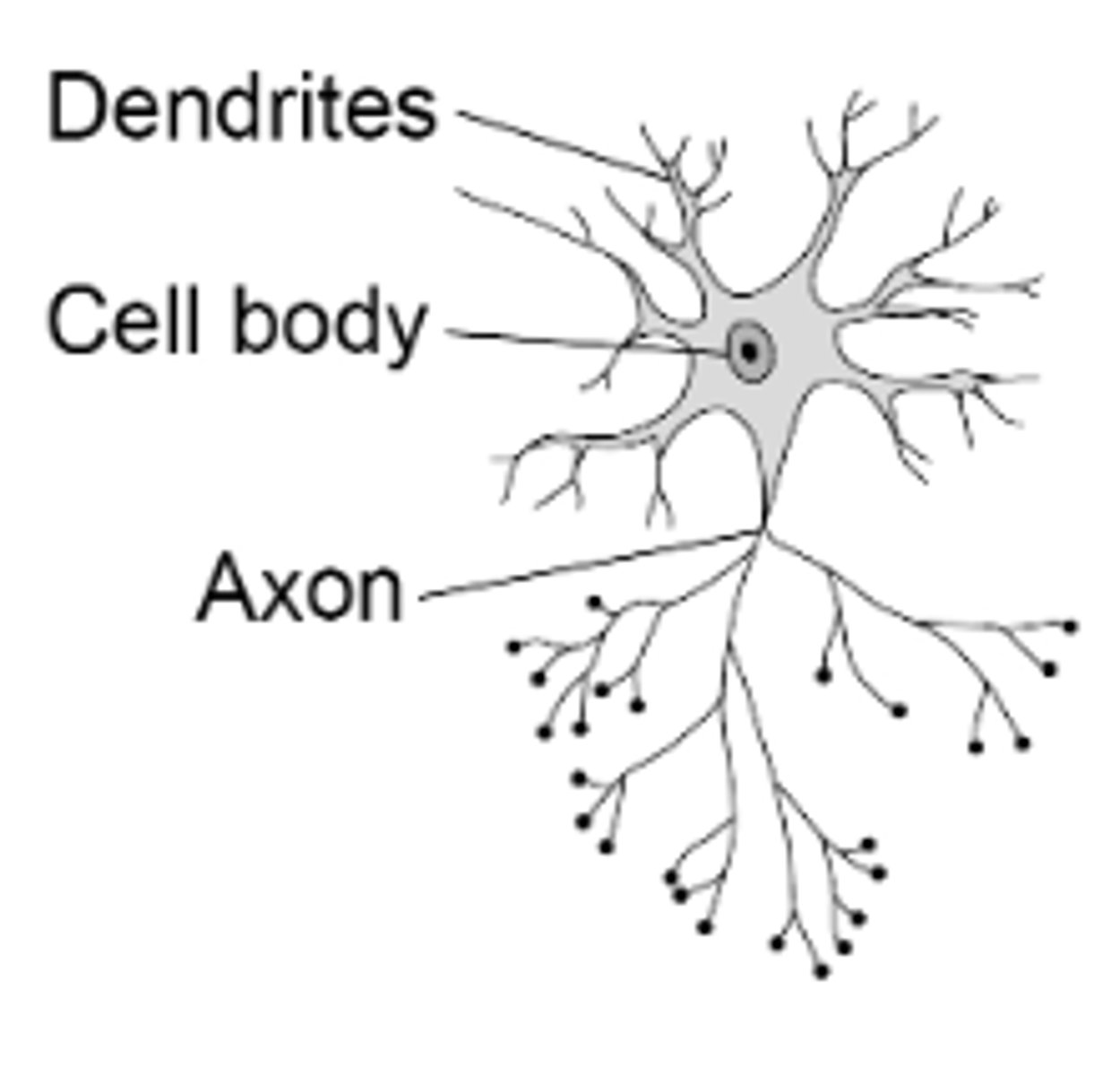 <p>These connect the sensory neurons to the motor or other relay neurons. They have short dendrites and short axons.</p>