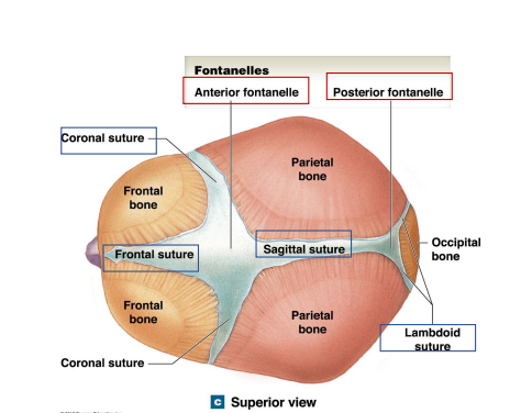 <ul><li><p>Anterior Fontanelle Junction: Frontal/coronal/sagittal sutures</p></li><li><p>Posterior Fontanelle Junction: Lambdoid/sagittal sutures</p></li></ul>