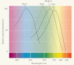 <p>activity of different cones; cones come in flavors of wavelengths  </p>