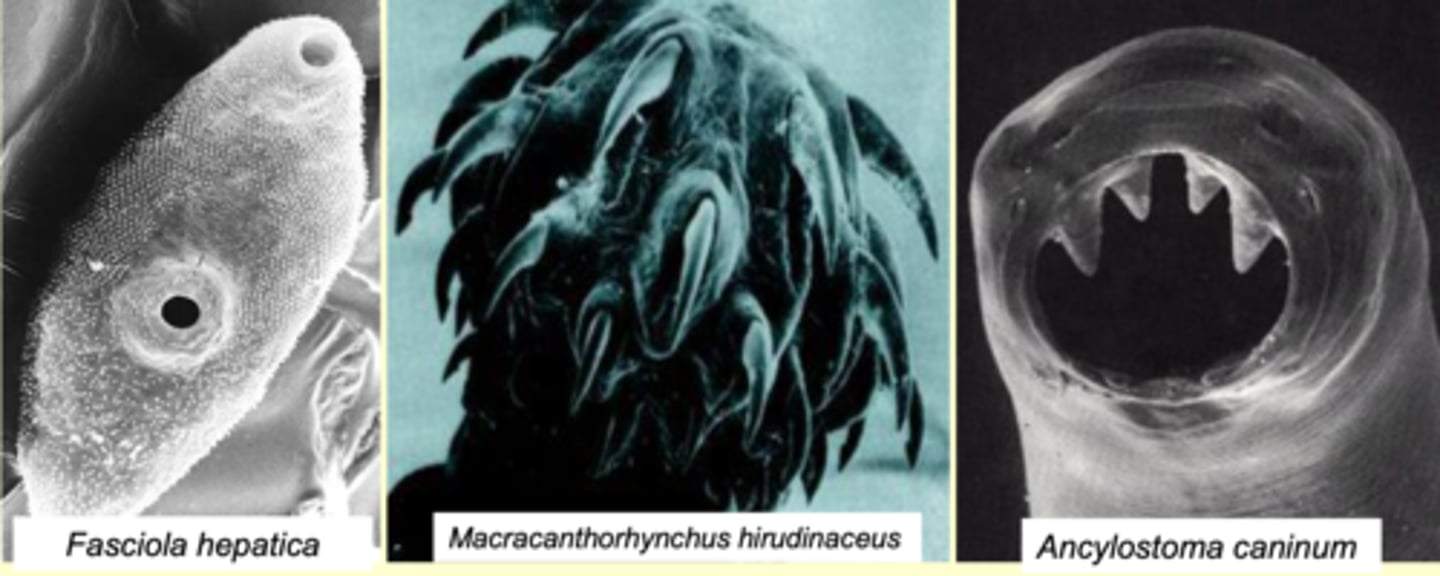 <p>what are these morphological adaptations used for?</p>