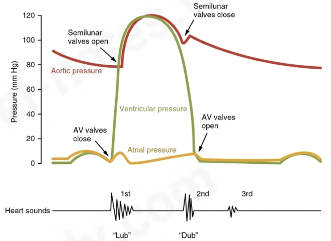 <p>Cardiac muscles are <strong>myogenic</strong> which means it naturally contracts and relaxes without receiving impulses from a nerve.</p><p></p><ol><li><p>&nbsp;SAN (sinoatrial node)/pacemaker sends out waves of excitation which stimulates atria to contract</p></li><li><p>non-conducting tissue between atria and ventricles prevents atria and ventricles from contracting at the same time</p></li><li><p>AVN (atrioventricular node) delaying the impulse allows it to flow from atria into ventricles</p></li><li><p>AVN sends an impulse down to the bundle of His and along purkine fibres</p></li><li><p>this causes ventricles to contract from the base upwards</p></li></ol>
