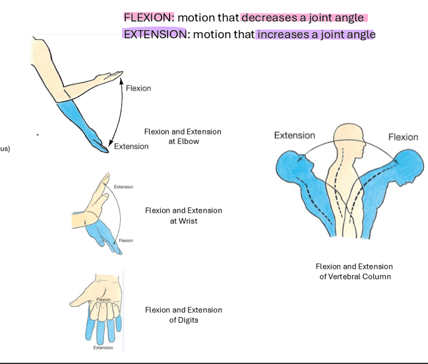 <ul><li><p>Generally occur in Sagittal Plane</p><ul><li><p><strong>Flexion: </strong>Motion that <em>decreases a joint angle</em></p></li><li><p><strong>Extension: </strong>motion that <em>increases joint angle</em></p></li></ul></li></ul><p></p>
