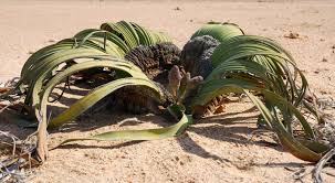 <p>buried in sandy soil</p><p> exposed part - massive woody, concave disk, produces two strap-shaped leaves.</p>