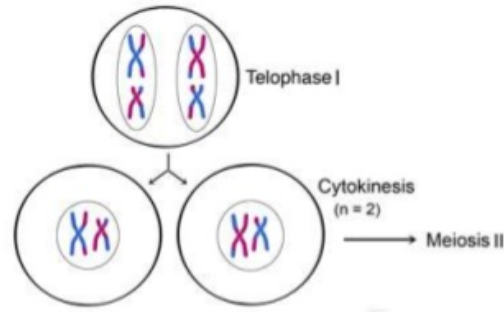 Telophase 1 and Cytokinesis