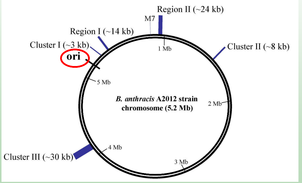 <p>One (since bacterial DNA is circular).</p>