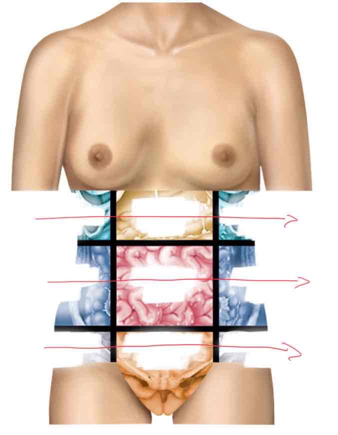 <p>Abdominopelvic Regions (from front view, right to left)</p>