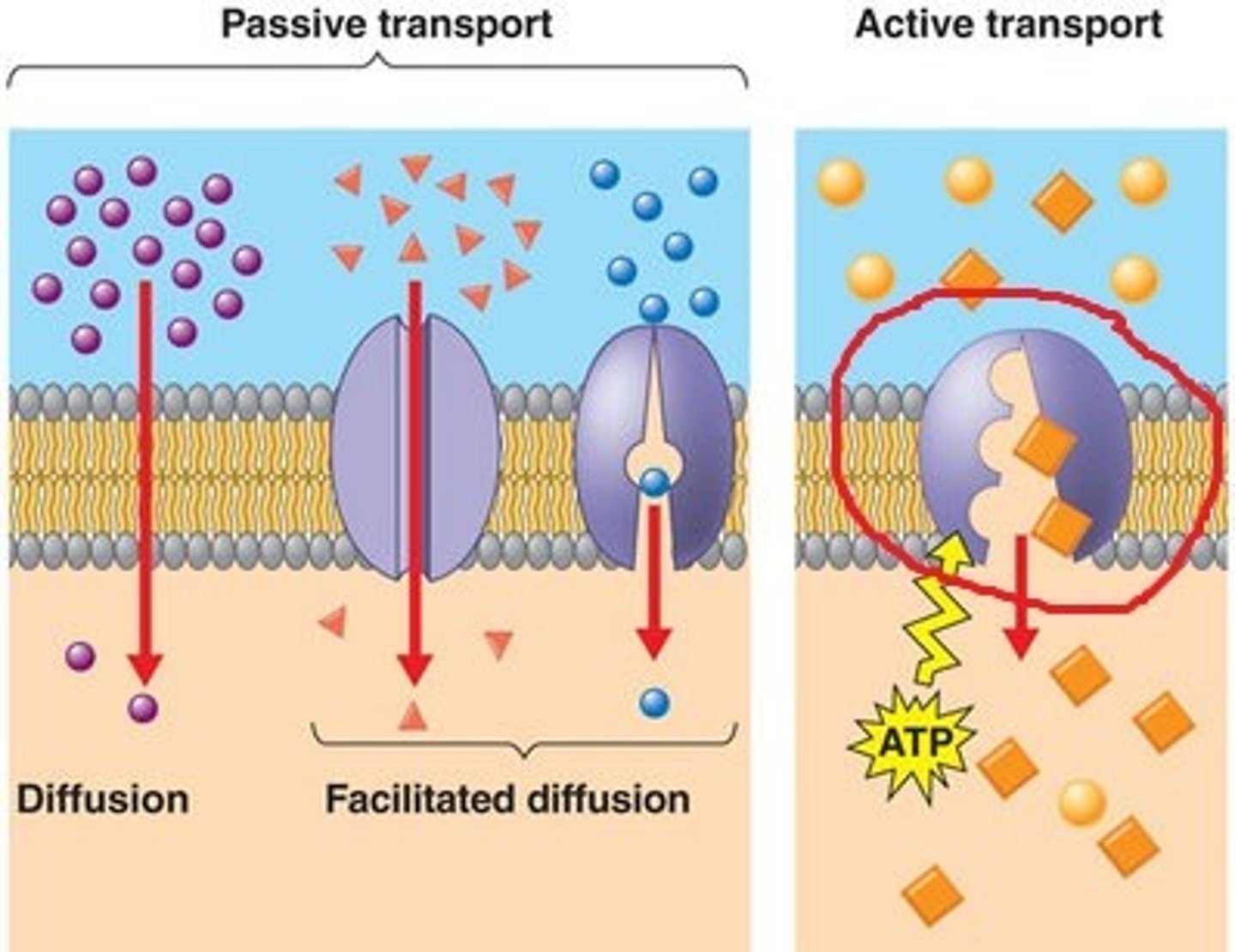 <p>Protein that can pump substances into/out of the cell against the concentration gradient(low to high). Requires ATP</p>