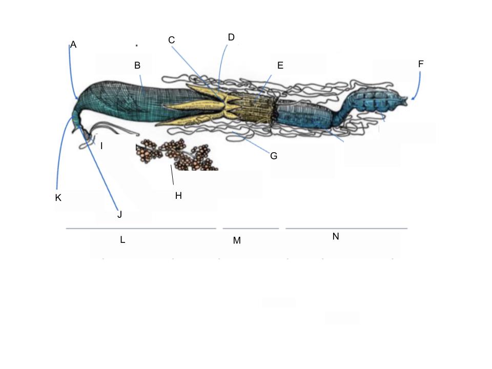 <p>What part of the body is F?</p>