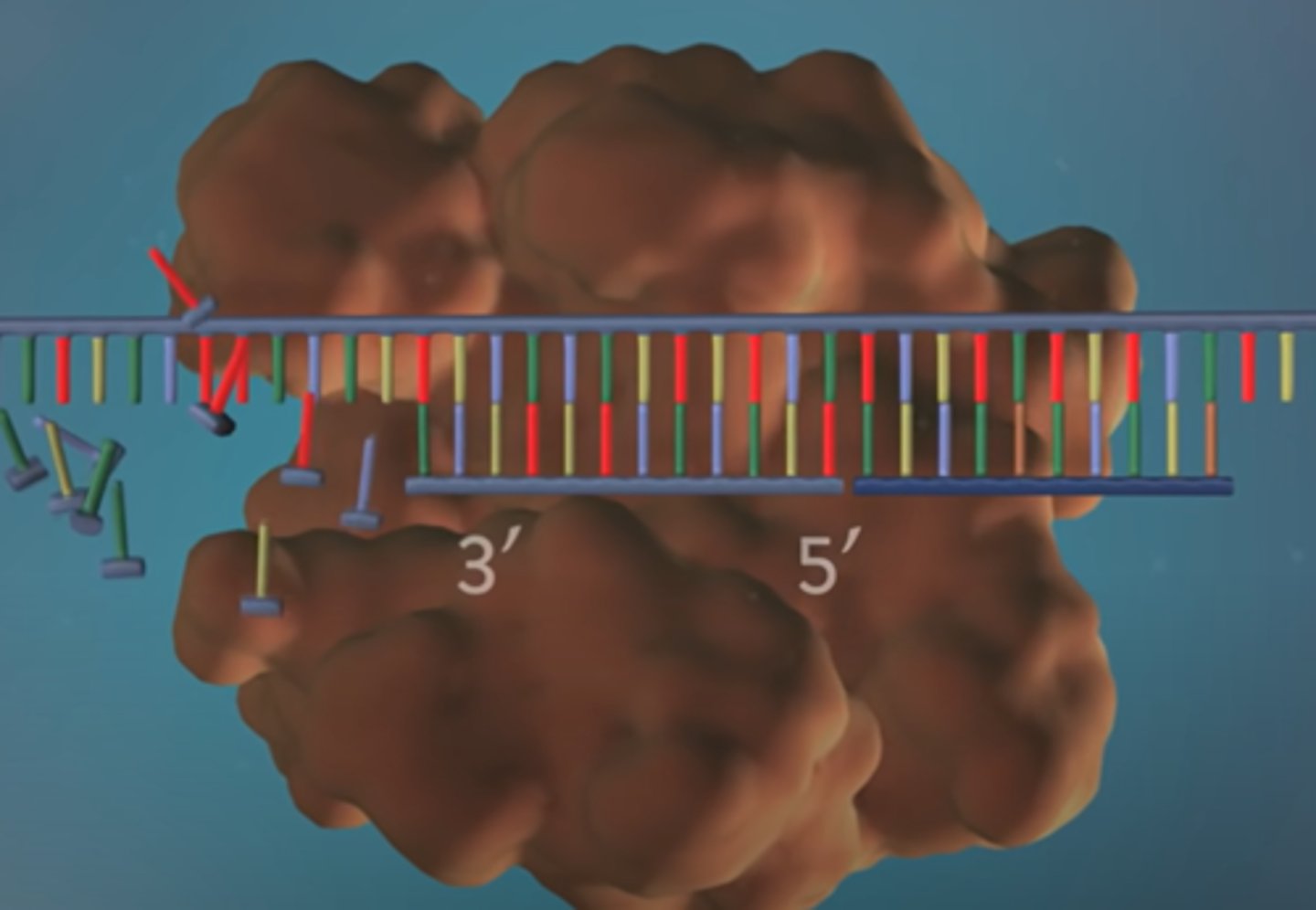 <p>DNA polymerase binds to the primer, then places DNA bases in the 5' to 3' direction. </p>