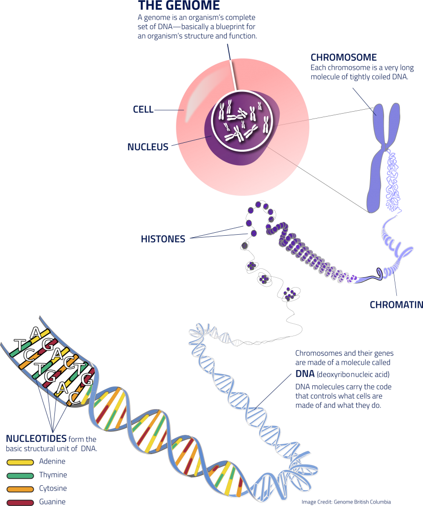 <p>genome</p>