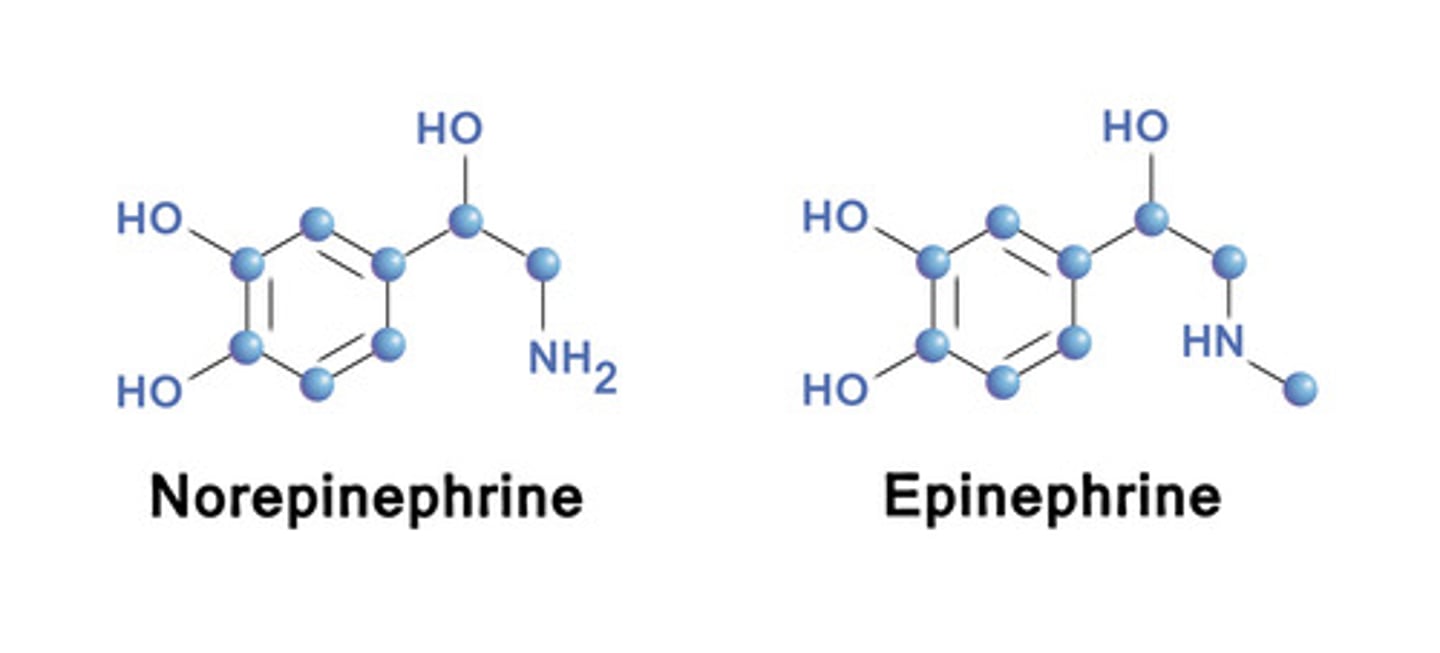 <p>Both of these catecholamines play a key role in controlling alertness and wakefulness.</p><p>Norepinephrine is known for having local effects as a neurotransmitter, whereas Epinephrine is more known for acting as a hormone and being secreted by the Adrenal Medulla.</p>