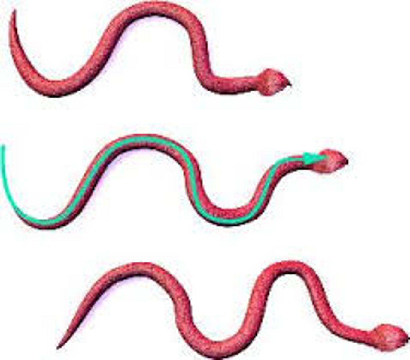 <p>-Similar to anguilliform swimming, body moves in s-shaped curve</p><p>-Posterior facing surfaces of the bends push against substrate</p><p>-FASTEST</p>