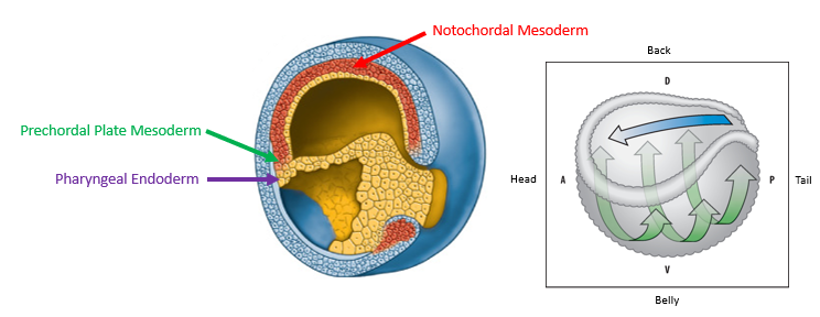 <p><span><strong>Organizer tissues from early, mid- and late gastrulae have different fates in the embryo</strong></span></p><ul><li><p>Early Organizer cells contribute mainly to anterior structures: pharyngeal endoderm and prechordal plate mesoderm (head structures). </p></li><li><p>Mid-Organizer cells contribute to both anterior and more posterior axial structures.</p></li><li><p>Late Organizer cells primarily contribute to posterior axial structures: notochordal mesoderm (trunk and tail structures). </p></li></ul><p>This temporal change in fate correlates with the gastrula-stages having <strong><u>different inducing potential</u></strong> because it expresses <strong><u>different signalling molecules</u></strong> over time.</p>