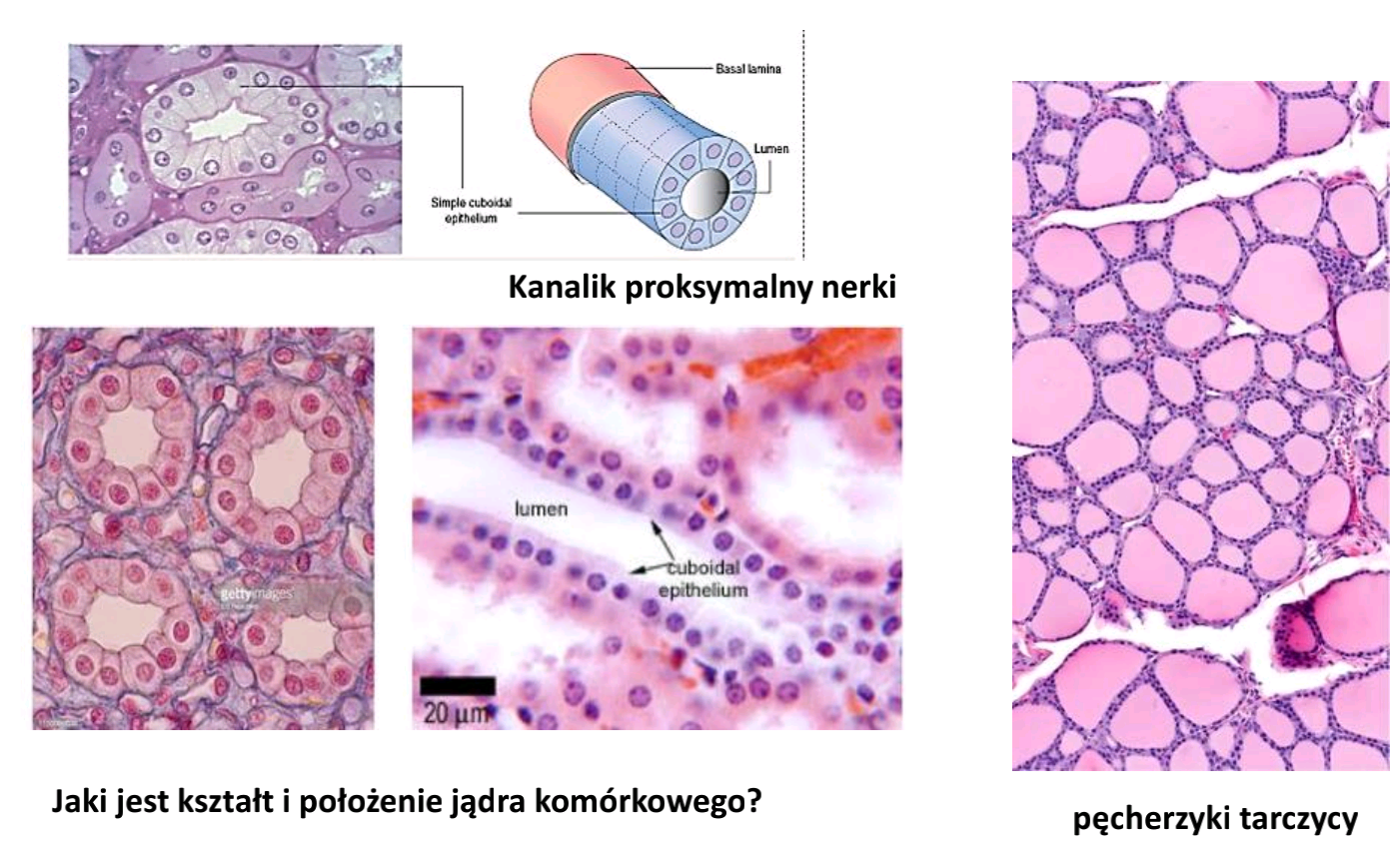 <p>Gdzie- np. kanaliki proksymalne i dystalne nerki, przewody wyprowadzające wielu gruczołów, pęcherzyki tarczycy</p><p></p>