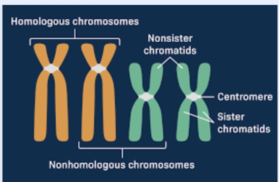 <p>Copies of a chromosome present in a diploid cell (one from each parent)</p><ul><li><p>similar but not identical </p><ul><li><p>may differ in alleles or may have structural variants</p></li></ul></li></ul><p></p>