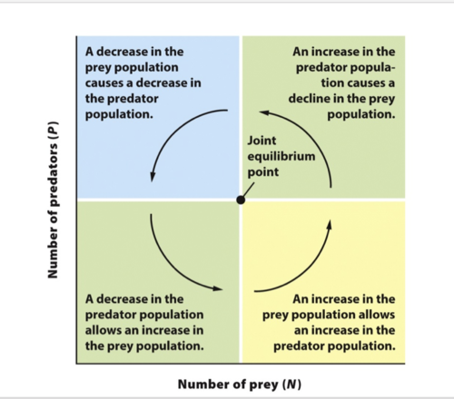 the point at which the equilibrium isoclines for predator and prey populations cross
-if either of the populations stray from the equilibrium point, they will oscillate around the point