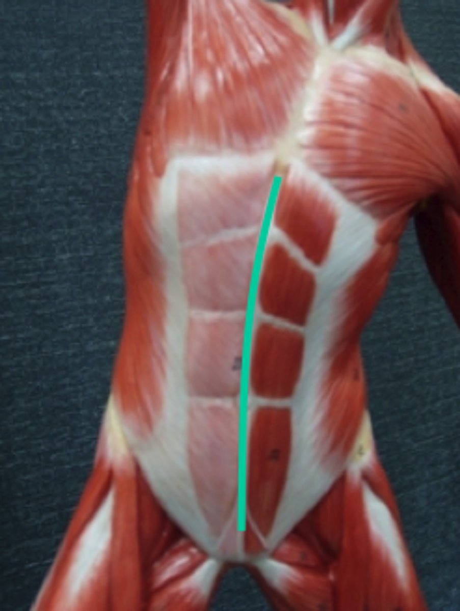 <p>Name This Muscle</p>