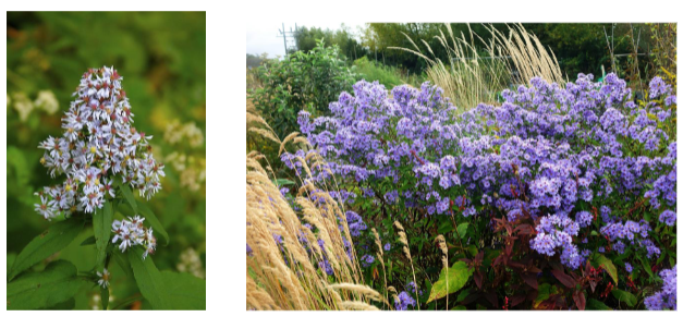 -shade of blue can vary