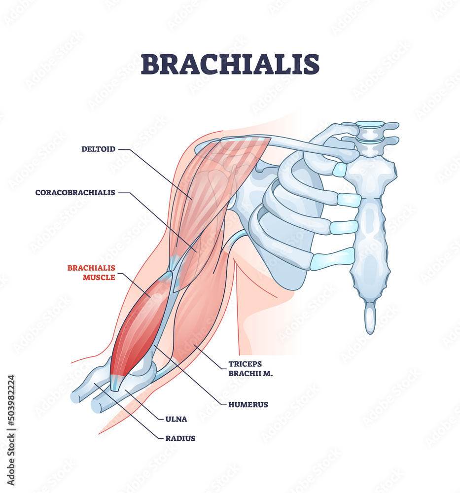 <p>Brachialis</p>