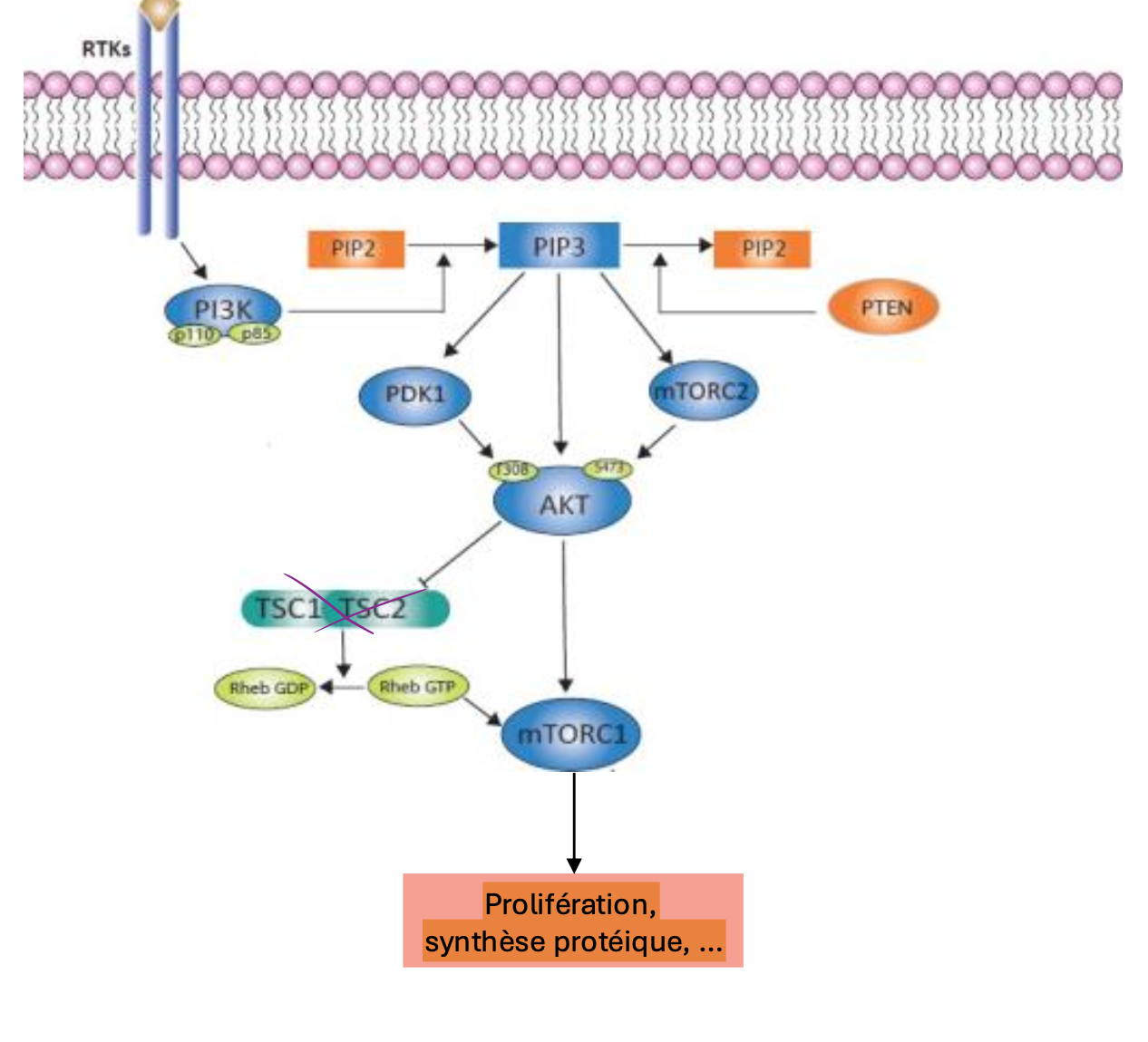 <ul><li><p>Activation de PI3K-Akt par RTK, essentiel pour activer mTOR → production de PIP3</p></li><li><p>Recrutement de PKB (Akt) à la membrane</p></li><li><p>PBK phosphoryle TSC2, un inhibiteur de Rheb</p></li><li><p>Rheb-GTP active mTORC1, stimulant la synthèse protéique et la croissance cellulaire</p></li></ul><p></p>