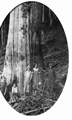 <p>Canker = encircling stem =&nbsp;destroying cambium</p><p>no new vascular tissue = above canker death</p><p>Roots are not affected</p><p>1912 Plant Quarantine Act: permit for plants</p><p>engineer disease-immune</p><p>Biocontrol&nbsp;hypovirulent strains</p>