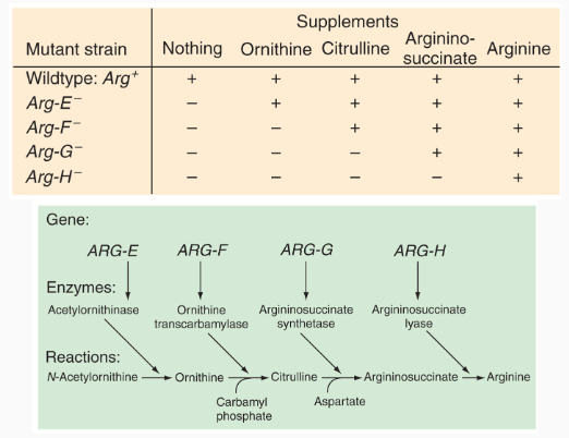 <p>Instapoll 2: <span><span>Which of the following supplements will allow Arg-G</span></span><sup>-</sup><span><span> autotrophs (mutants) to grow?</span></span></p>