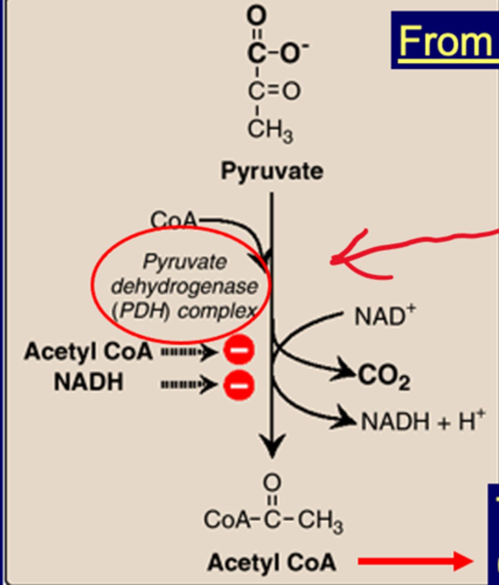 <p>-pyruvate dehydrogenase (PDH) complex associated with mito disease (when knocked out)<br>-Leigh syndrome-neurodegen disorder occasionally seen in thiamine (B1) deficiency (knocks out everything)<br>-Pyruvate->ACoA uses PDH complex<br>-inhibited by ACoA and NADH<br><br>well-fed if pyruvate becomes ACoA (due to glycolysis)<br>starved if inhibited</p>