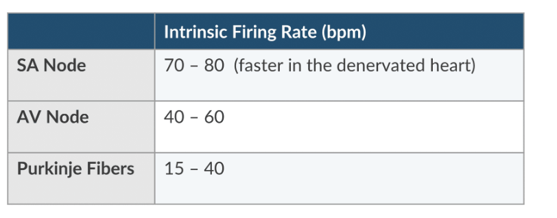 <p>1. Intrinsic firing rate of the dominant pacemaker (usually the SA node)</p><p>2. Autonomic tone (At rest, PNS exceed SNS tone)</p>