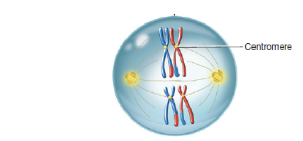 <p>second phase of meiosis I in which tetrads align at the equator </p>