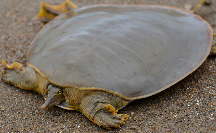 <p>Midland smooth softshell turtle</p>