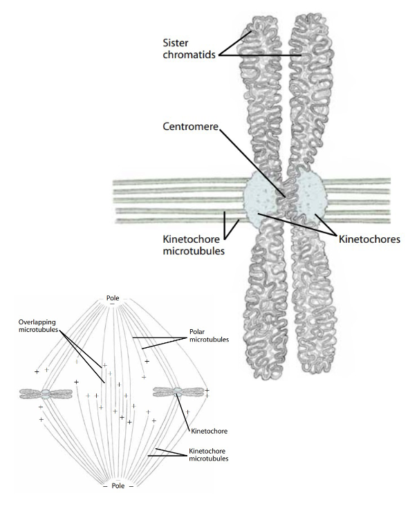 <p>Mitotic spindles form at each pole, some microtubules are captured by the kinetochores. The end of Metaphase is marked by the alignment of centromere on the equatorial plane.</p>