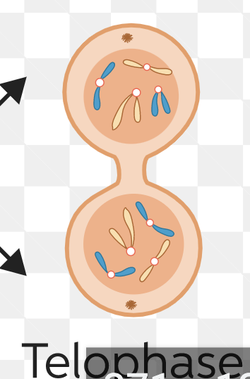 <p>-nuclear envelope reforms -chromosomes de-condense -triggers cytokinesis</p>